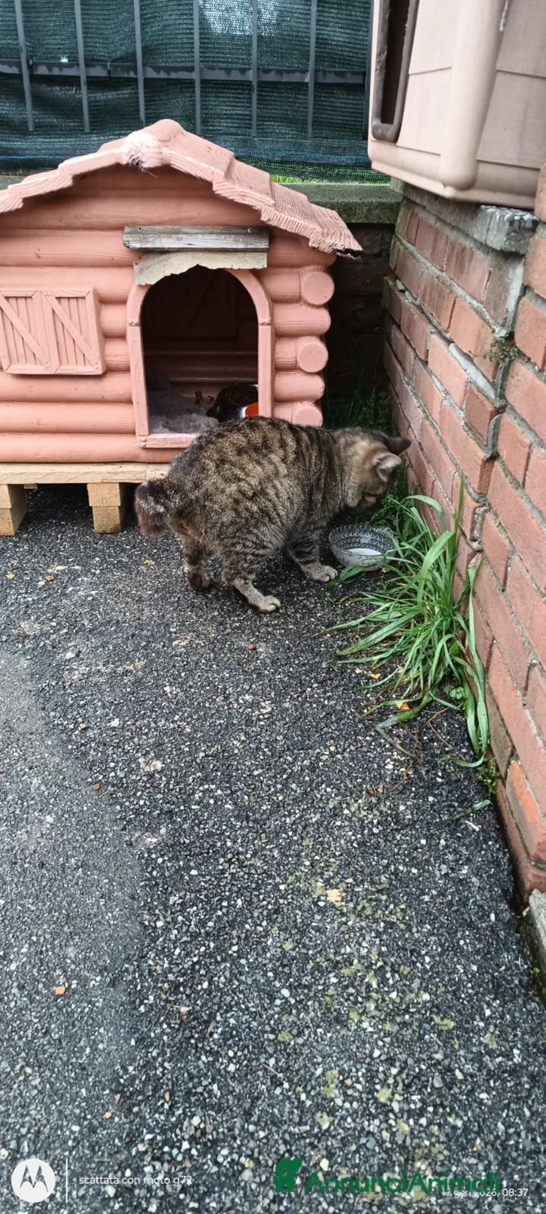 Meticcio gatti in regalo: ADOZ.del cuore:anziano,senza denti,buono,abbando. - Annuncio 1