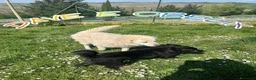 Meticcio cani in regalo: DAVE buono e mite! a Città Metropolitana di Torino - Annuncio 5