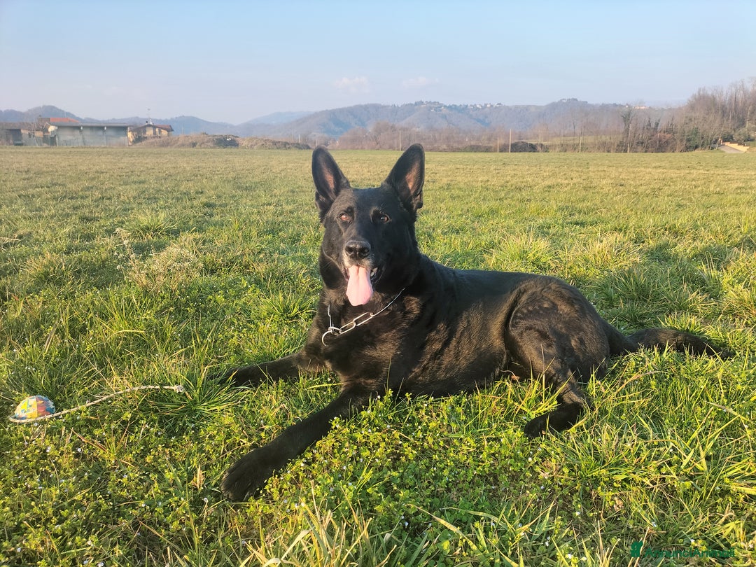 Pastore Tedesco cani in regalo: DIAGO CERCA CASA a Provincia di Lecco - Immagine 7