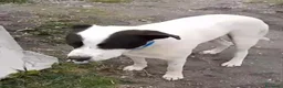 Meticcio cani in regalo: Molossino 1anno era libero..finito in canileNAPOLI - Annuncio 4