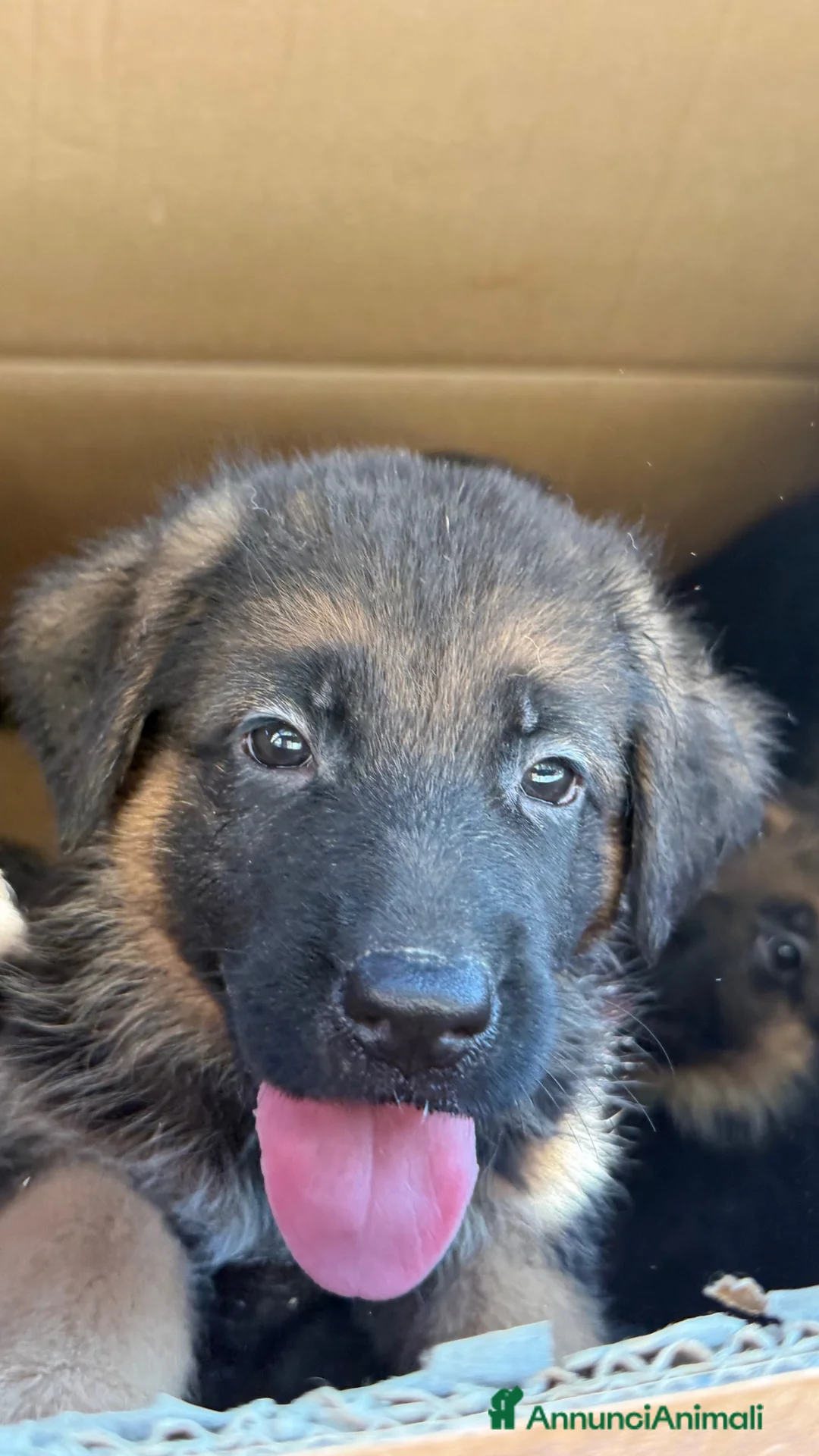 Pastore Tedesco cani in vendita: Pastore tedesco  a Città Metropolitana di Napoli - Annuncio 1