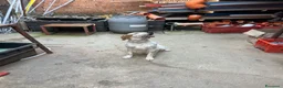 Setter Inglese cani in regalo: Setter da caccia a Provincia di Pesaro e Urbino - Annuncio 3