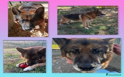 Pastore Tedesco cani in regalo: CLARK dolcissimo sogna una casa - Immagine 1