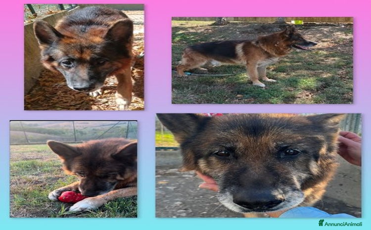 Pastore Tedesco cani - Annuncio 5