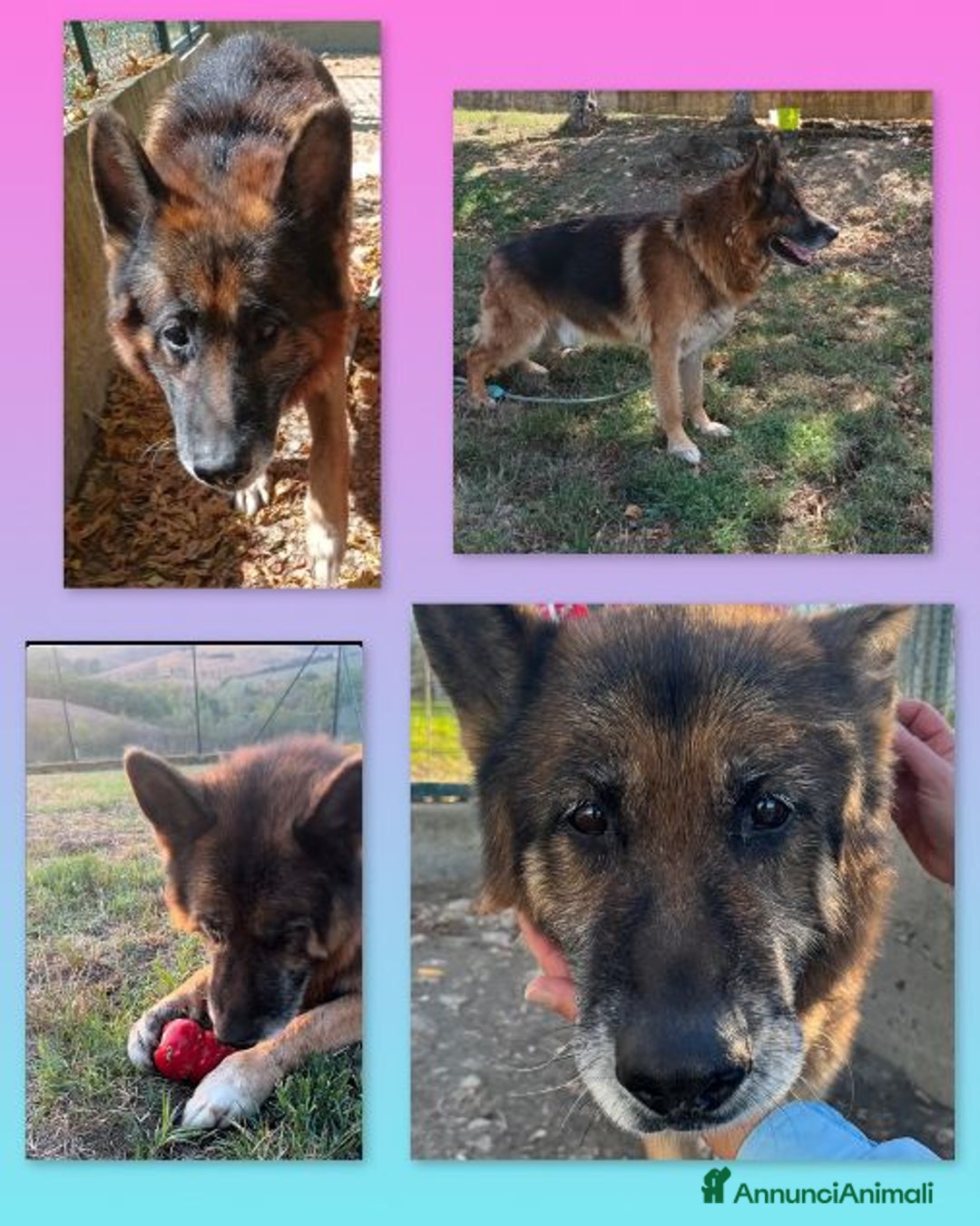Pastore Tedesco cani in regalo: CLARK dolcissimo sogna una casa - Immagine 1