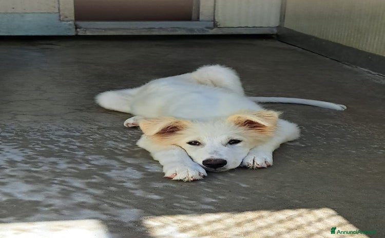 Altre razze cani a Provincia di Bergamo - Annuncio 16