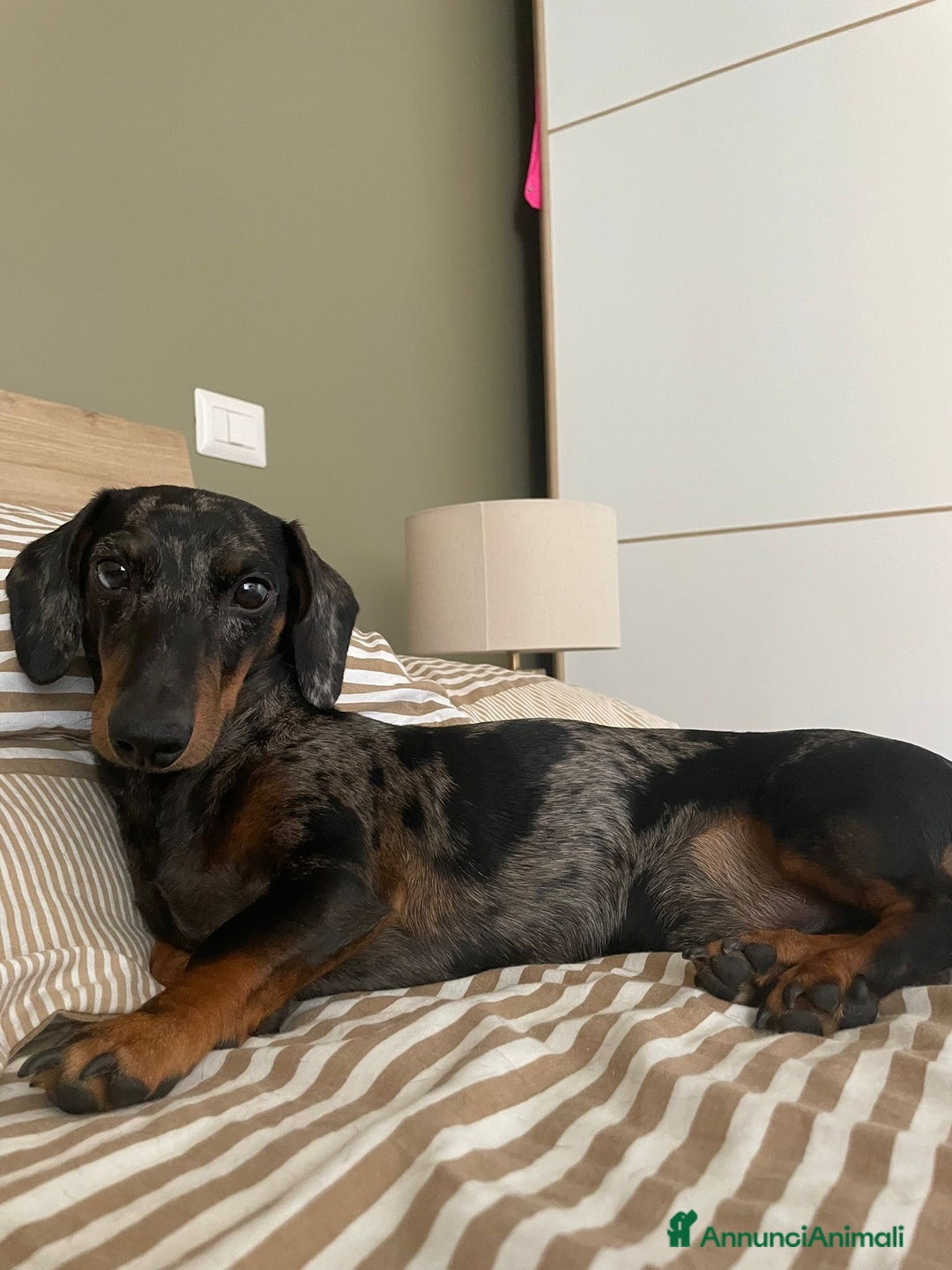 Bassotto cani per accoppiamento: Pablo il bassotto arlecchino  - Annuncio 3