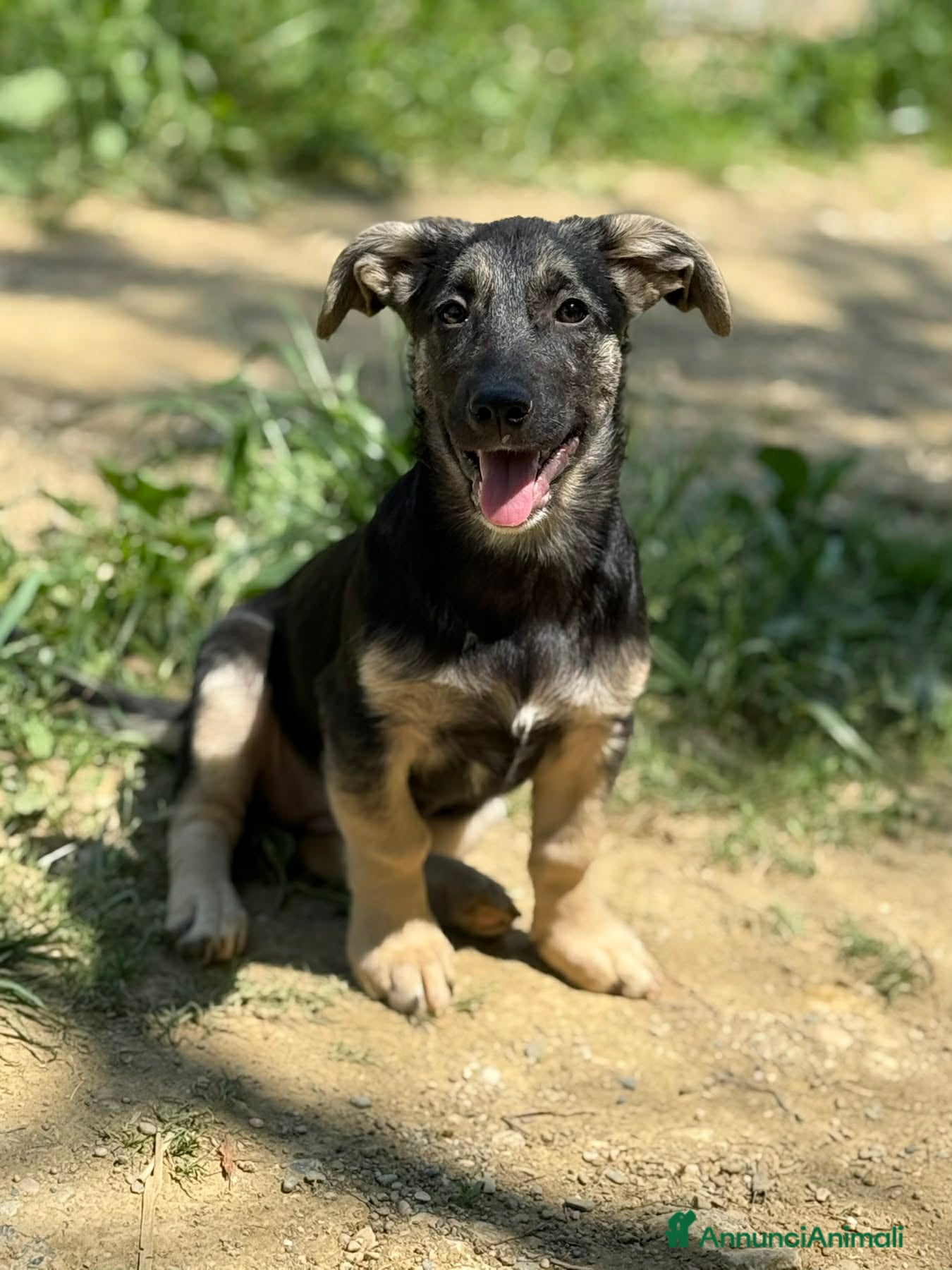 Meticcio cani in regalo: VITA, simpaticissima cucciolotta! TG MEDIO PICCOLA - Annuncio 8
