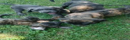 Cane Corso cani in vendita: Cuccioli di Cane Corso pronti per la consegna - Annuncio 14