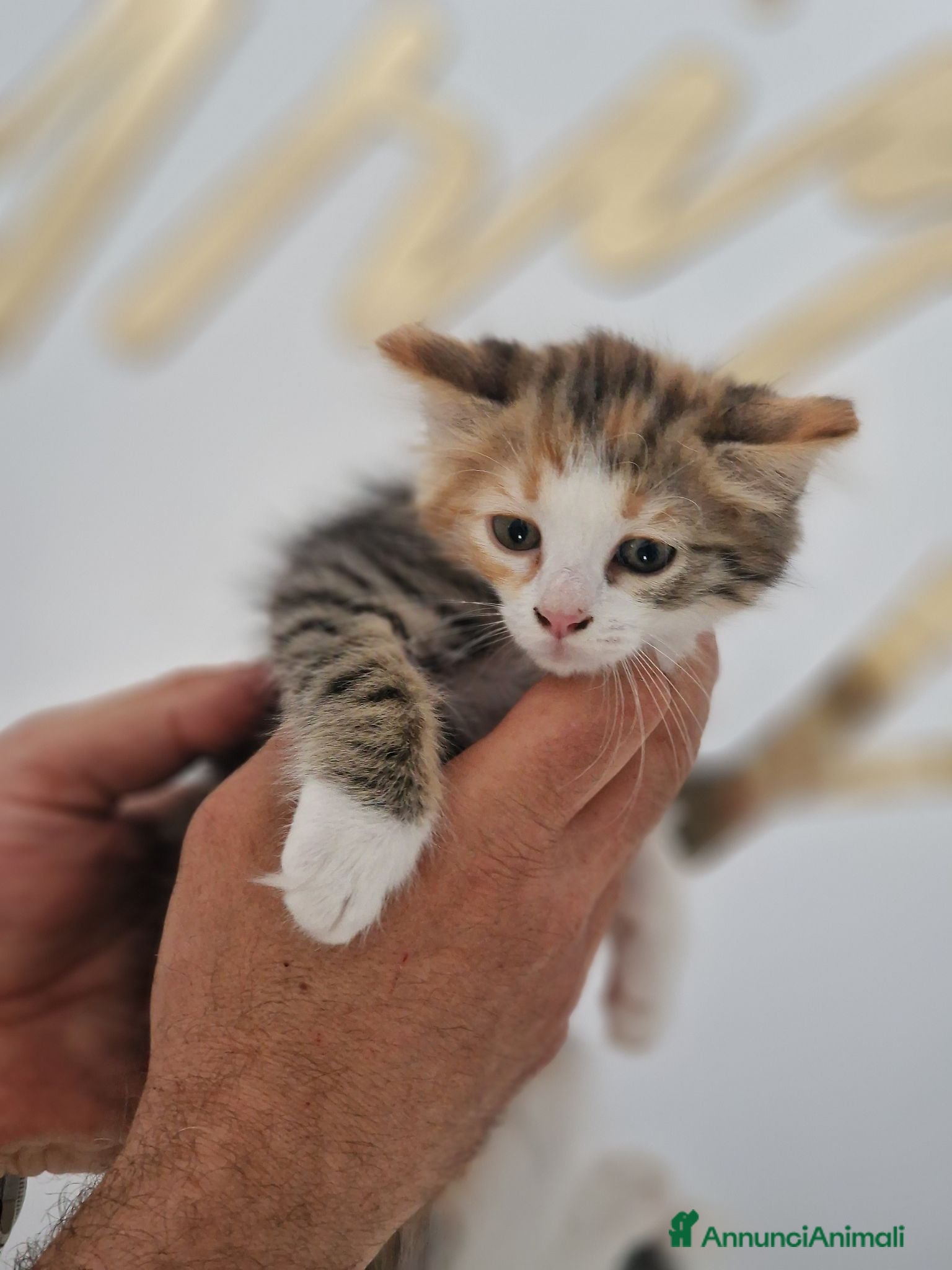 Europeo gatti Gattini a pelo semilungo cercano casa - Annuncio 10