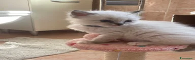 Ragdoll Gattino 4