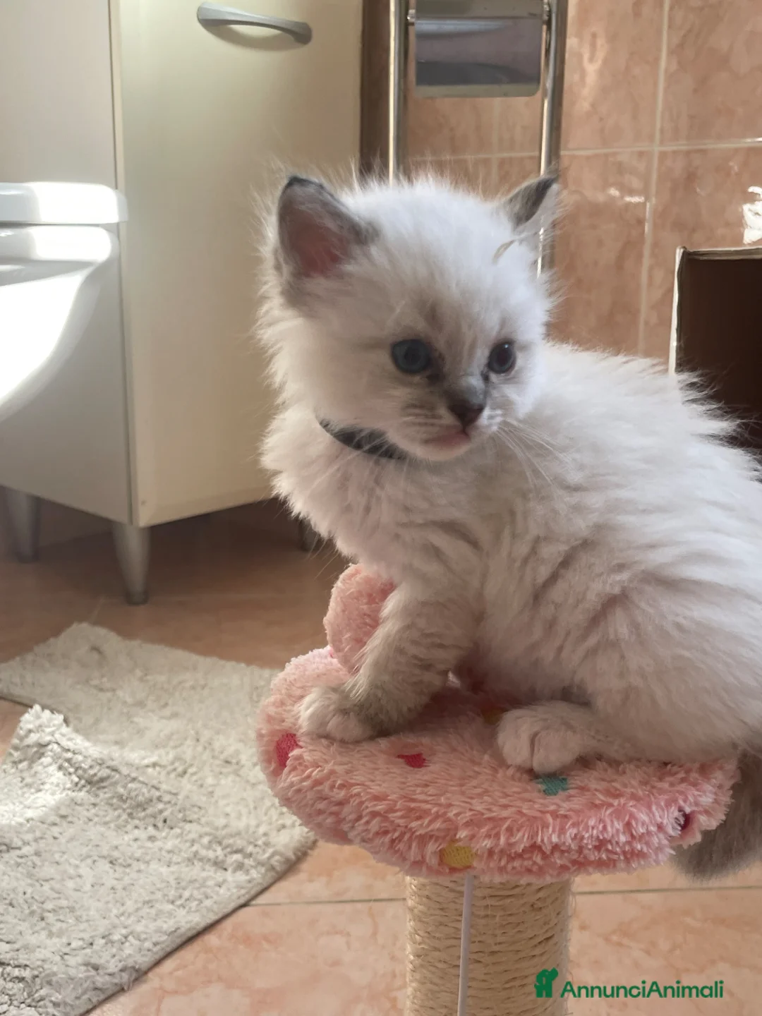 Ragdoll gatti in vendita: Ragdoll maschio - Annuncio 2