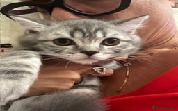 Scottish gatti in vendita: scottish  in vendita a Città Metropolitana di Firenze - Immagine 3