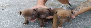 Pitbull 2