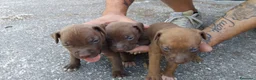 Pitbull cani in vendita: american pitbull a Città Metropolitana di Bari - Annuncio 4