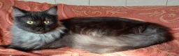 Maine Coon gatti in vendita: Maine Coon tabby cucciole gemelle - Annuncio 2
