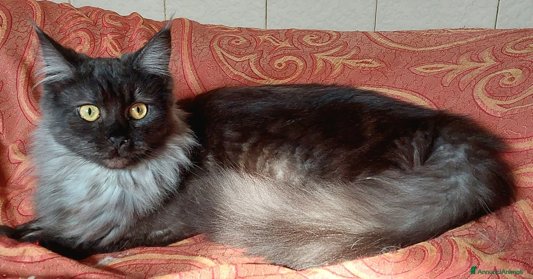 Maine Coon gatti in vendita: Maine Coon tabby cucciole gemelle - Annuncio 2