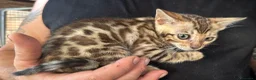 Bengala gatti in vendita: Cucciola bengal con difetto  - Annuncio 5