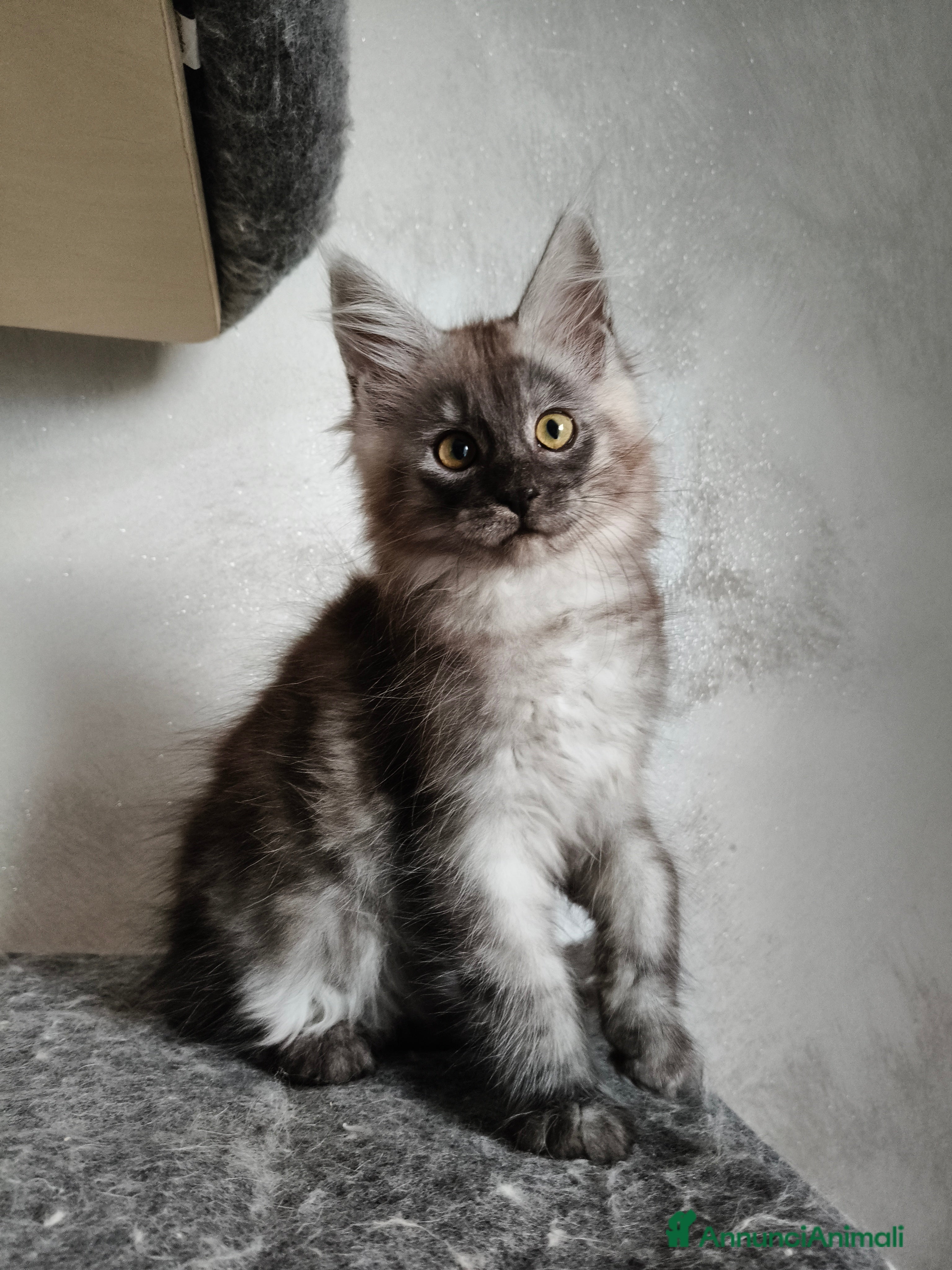 Maine Coon gatti Maine Coon femmina black smoke  - Annuncio 11