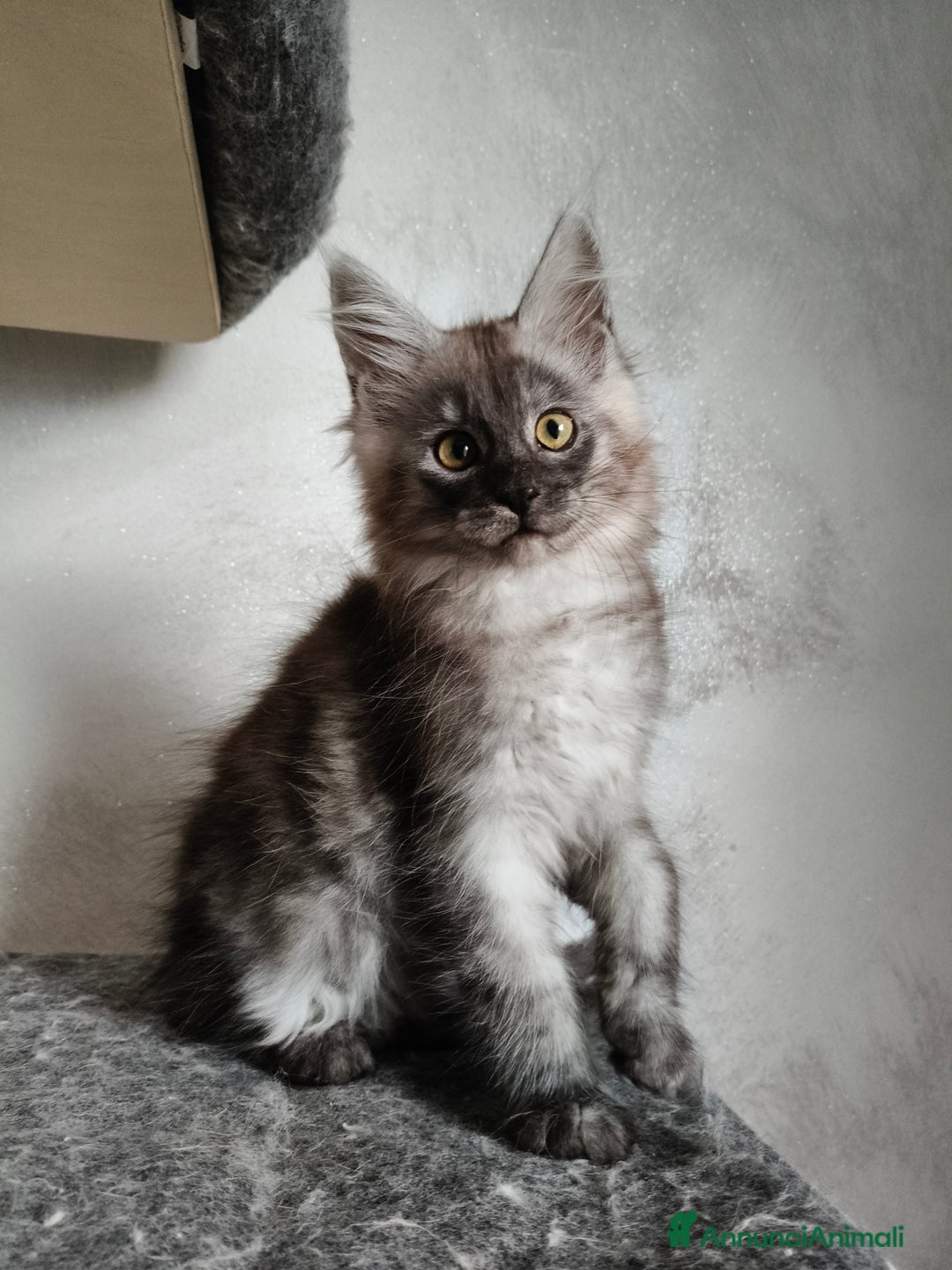 Maine Coon gatti in vendita: Maine Coon femmina black smoke  - Annuncio 1