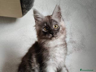 Maine Coon gatti Maine Coon femmina black smoke - Annuncio 3