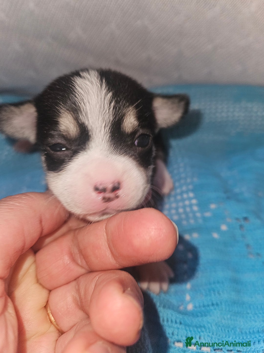 Chihuahua cani in vendita: Chihuahua nano - Annuncio 3