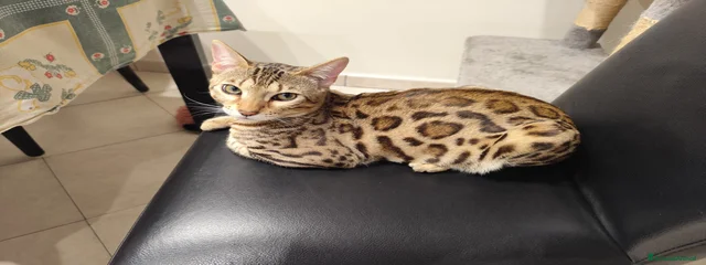 Margot 