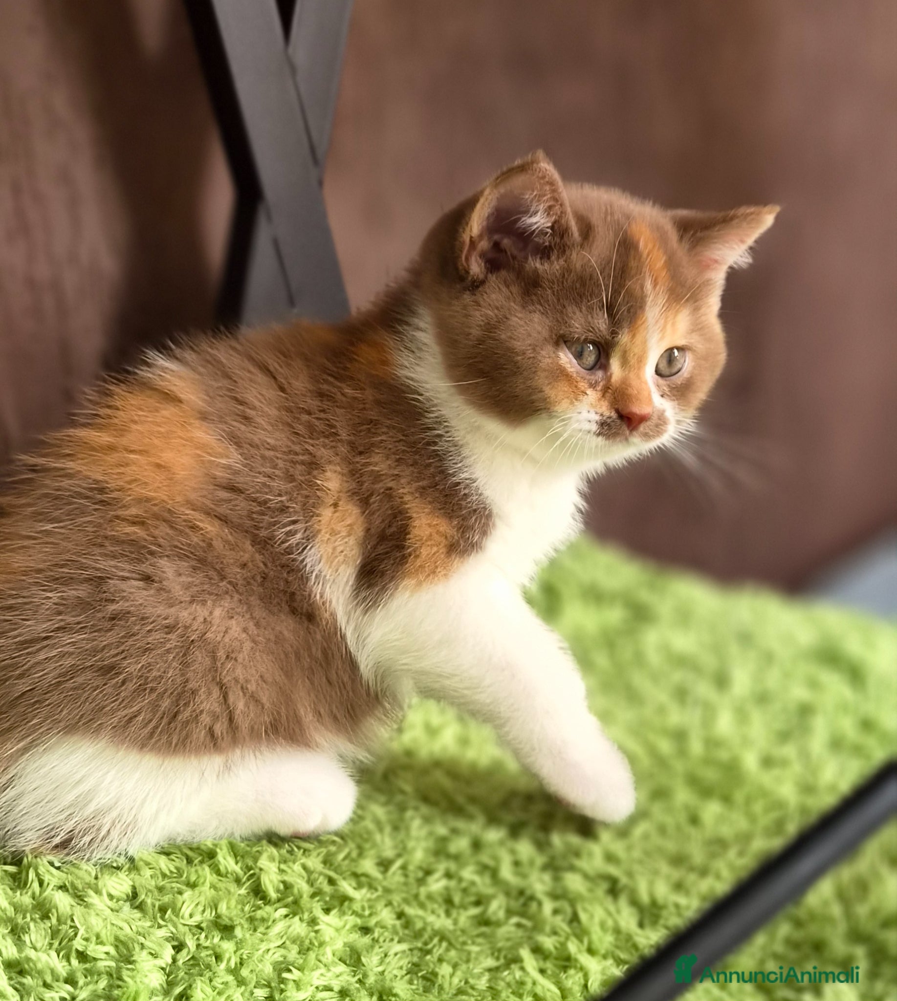 British gatti British shorthair  - Annuncio 9