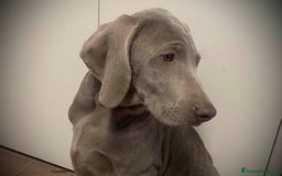 Weimaraner cani in regalo: Cucciola di weimaraner  a Provincia di Parma - Immagine 1
