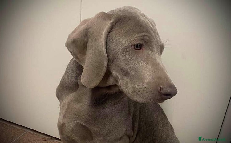 Weimaraner cani a Provincia di Parma - Annuncio 1