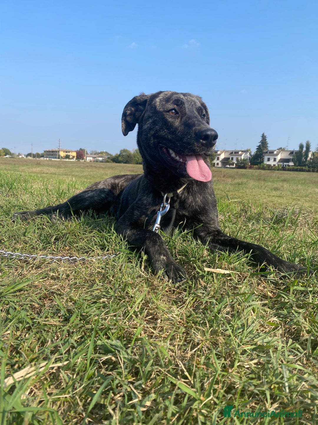 Meticcio cani in regalo: Dolce cucciola cerca casa amorevole - Annuncio 2