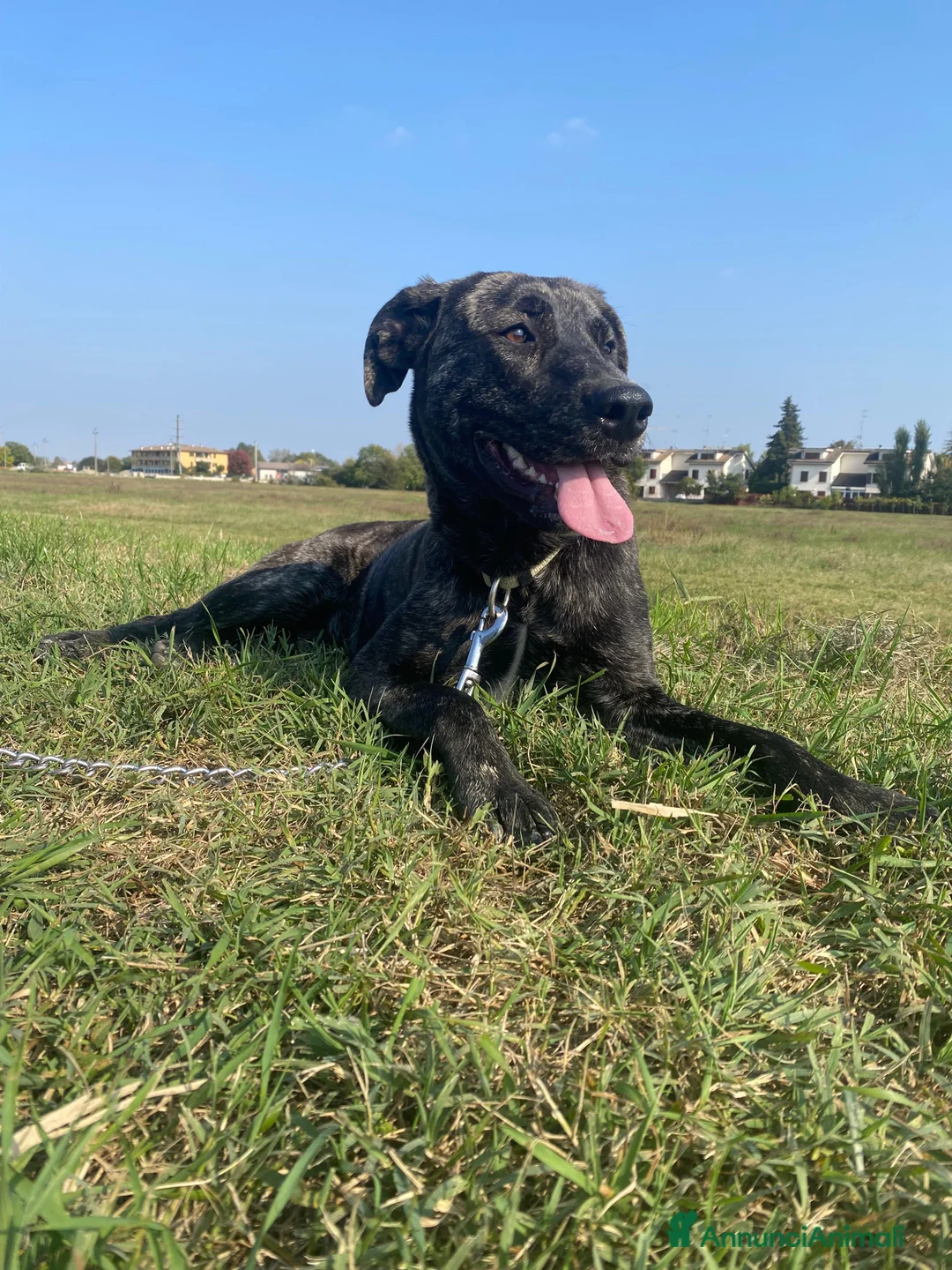 Meticcio cani in regalo: Dolce cucciola cerca casa amorevole - Annuncio 2