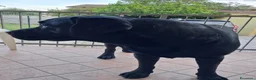 Labrador cani in vendita: Labrador Retriever a Provincia di Piacenza - Annuncio 5
