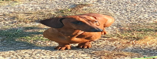 Renegade
