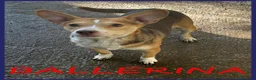 Meticcio cani in regalo: BALLERINA, SIMIL CORGIE-PODENCO 4 ANNI, 8 KG DI GI a Genova - Annuncio 1