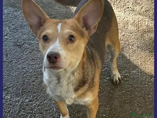 Meticcio cani BALLERINA, SIMIL CORGIE-PODENCO 4 ANNI, 8 KG DI GI a Genova - Annuncio 8