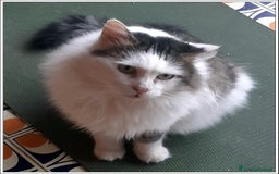 Meticcio gatti in regalo: LEONE MERAVIGLIOSO GATTONE A PELO SEMILUNGO 2 ANNI a Roma - Immagine 6