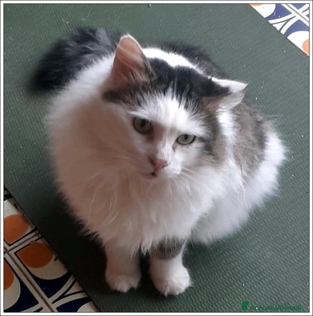 Meticcio gatti in regalo: LEONE MERAVIGLIOSO GATTONE A PELO SEMILUNGO 2 ANNI a Roma - Immagine 6