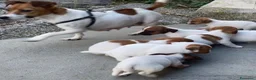 Jack Russell cani in vendita: Cucciolo di Jack Russell - Annuncio 3