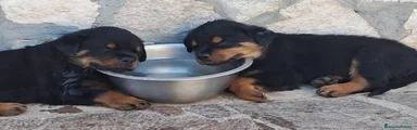Rottweiler 6
