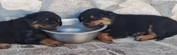 Rottweiler cani in vendita: Cuccioli di rottweiler purissimi  - Annuncio 10