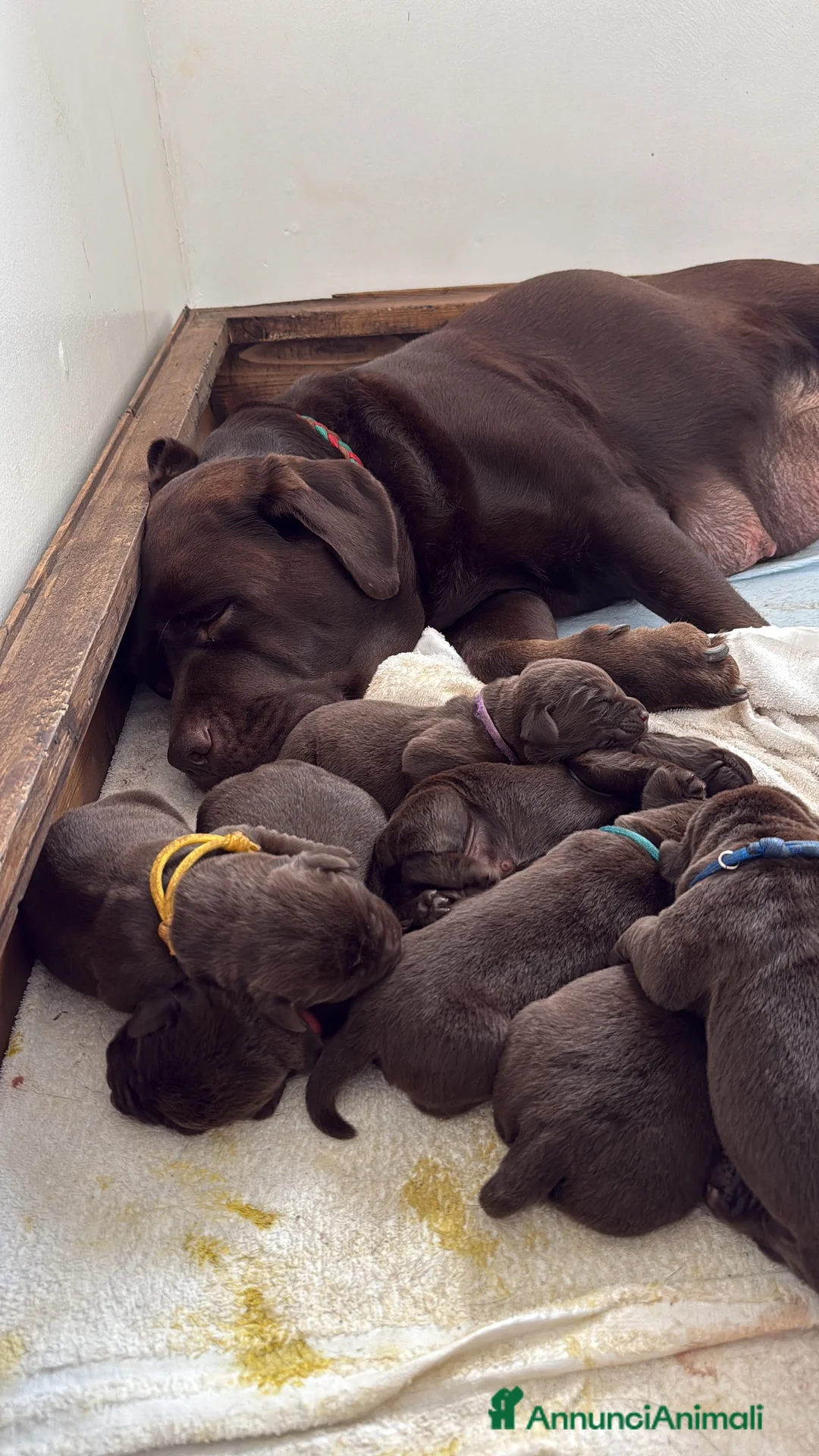 Labrador cani in vendita: Labrador Retriever Chocolate  - Annuncio 3