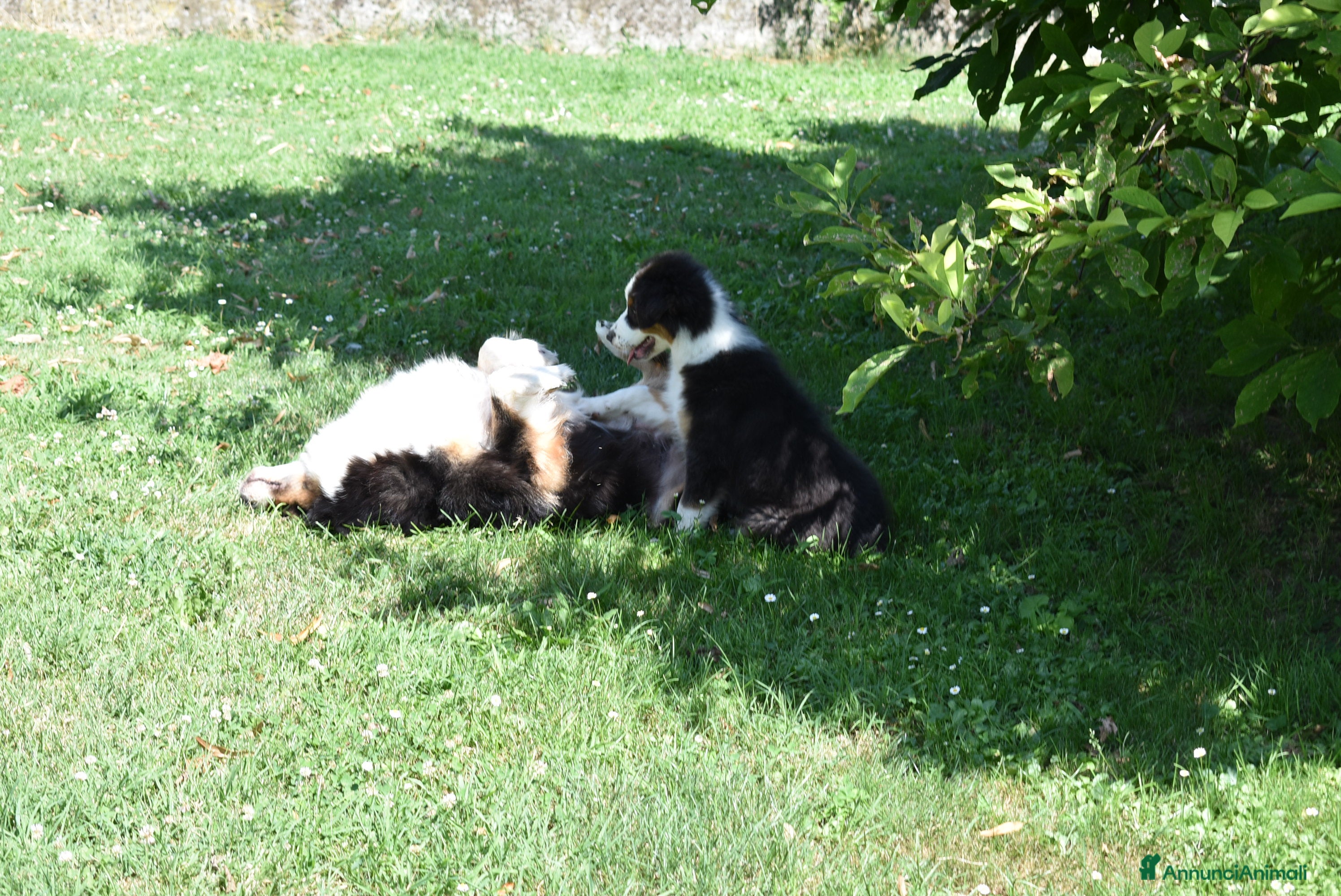 Australian Shepherd cani Cucciolo Tricolor Black Maschio - Annuncio 2