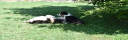 Australian Shepherd cani in vendita: Cucciolo Tricolor Black Maschio a Provincia di Alessandria - Annuncio 2