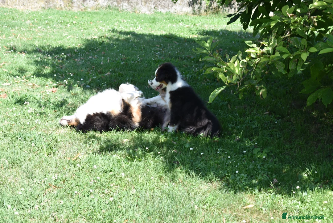 Australian Shepherd cani in vendita: Cucciolo Tricolor Black Maschio a Provincia di Alessandria - Annuncio 2