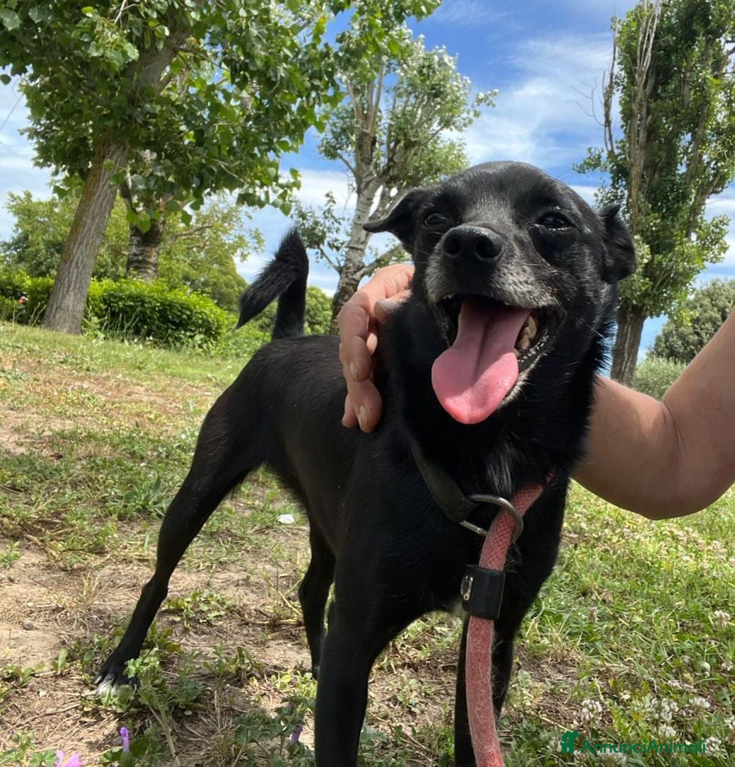 Meticcio cani CARLETTO DALLA CALABRIA CON AMORE, IN ADOZIONE - Annuncio 2