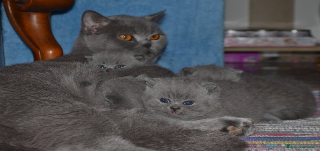 Immagine della galleria {{count}}