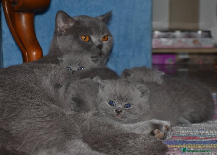 Immagine della galleria {{count}}