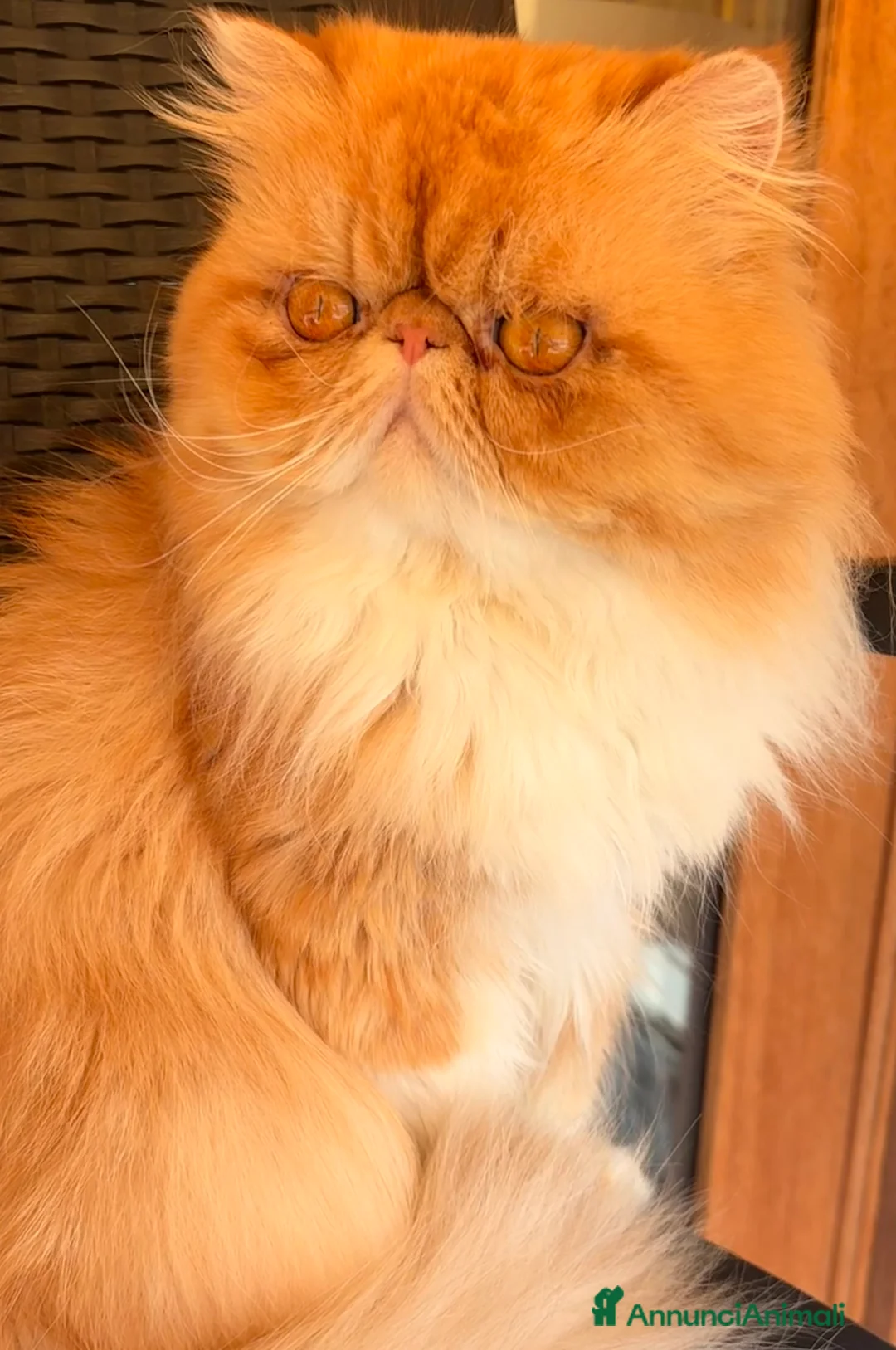 Persiano gatti per accoppiamento: Due fratellini cercano Femminuccia  - Annuncio 2