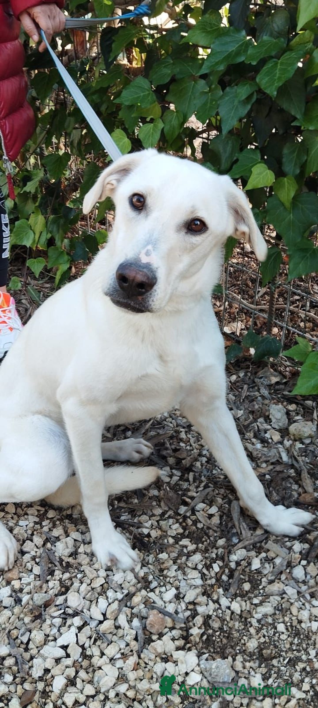 Altre razze cani in regalo: aramis e blanco - Annuncio 3